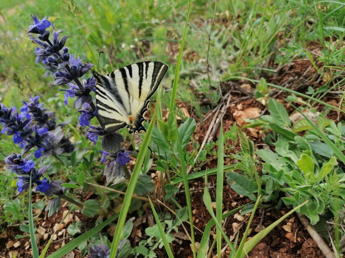 Lavandula Nova Vas  Extérieur photo